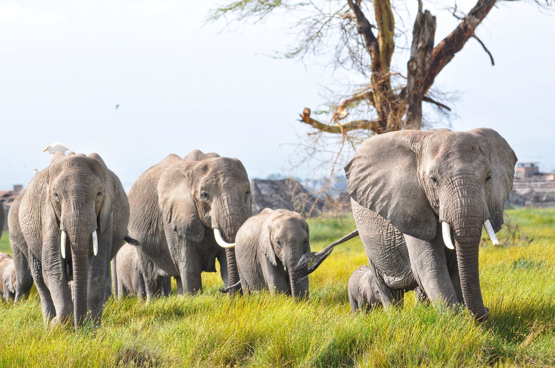 KENYA DELIGHT SAFARI